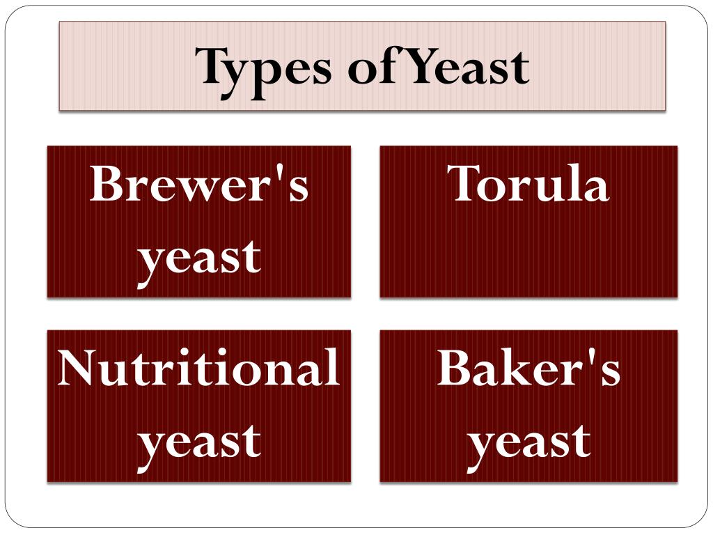 PPT Yeast and its Food Application PowerPoint Presentation, free