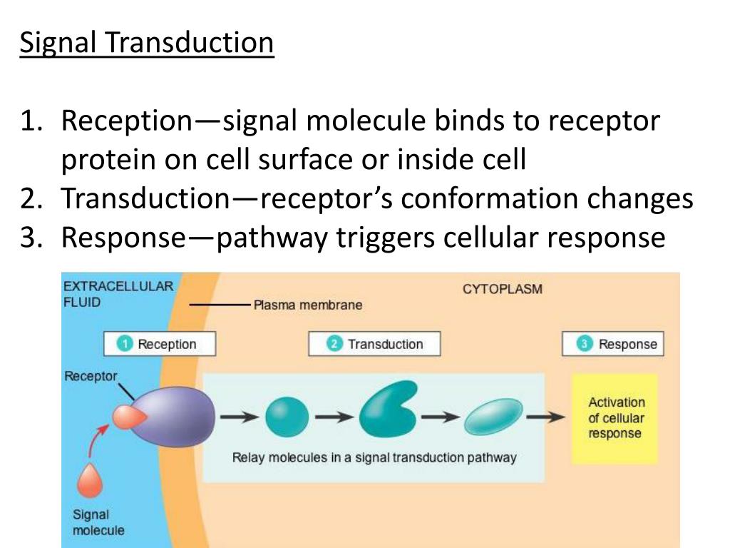 PPT - Cells communicate by sending and receiving signals. PowerPoint