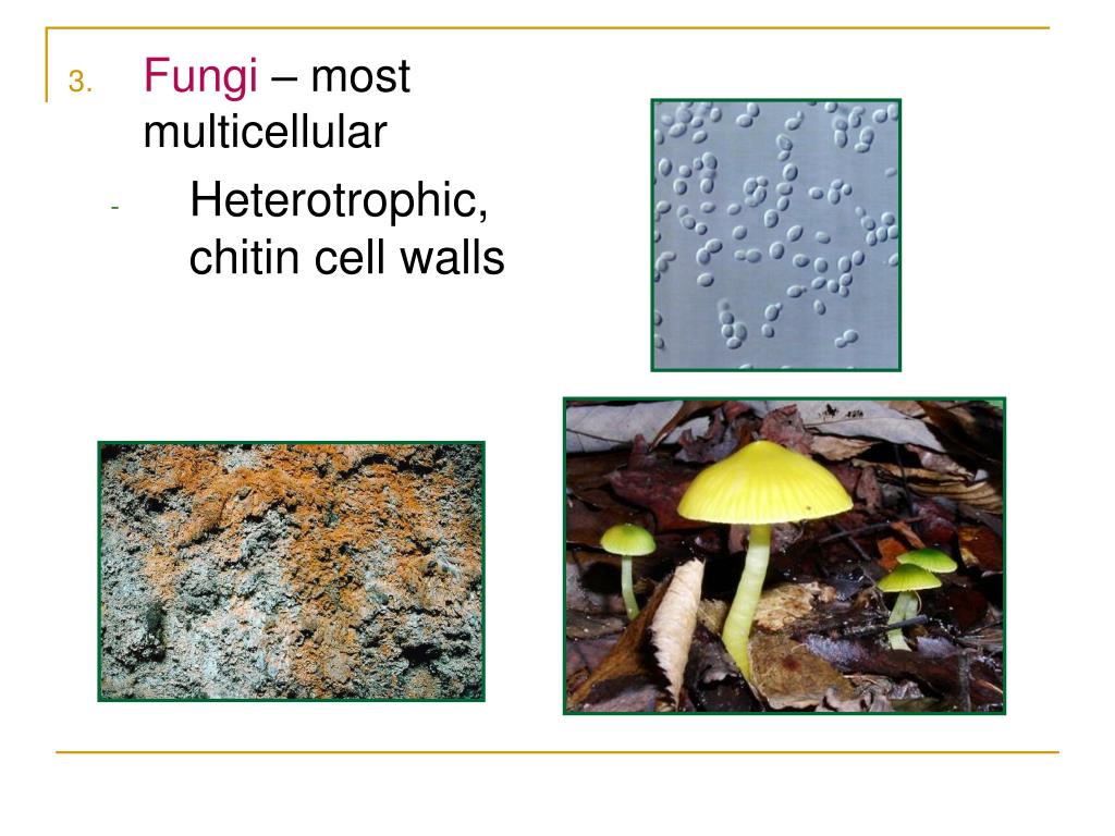 PPT Ecosystems and Populations PowerPoint Presentation, free download