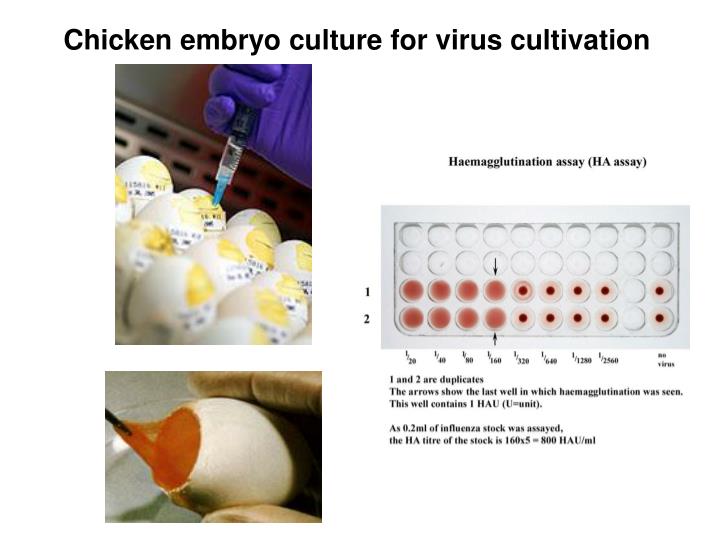 PPT Mammalian Cell Culture PowerPoint Presentation ID2187354