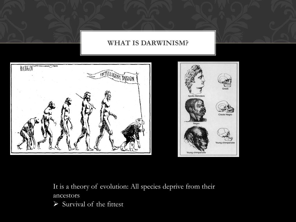 What Is The Theory Of Darwinism Usefull Information