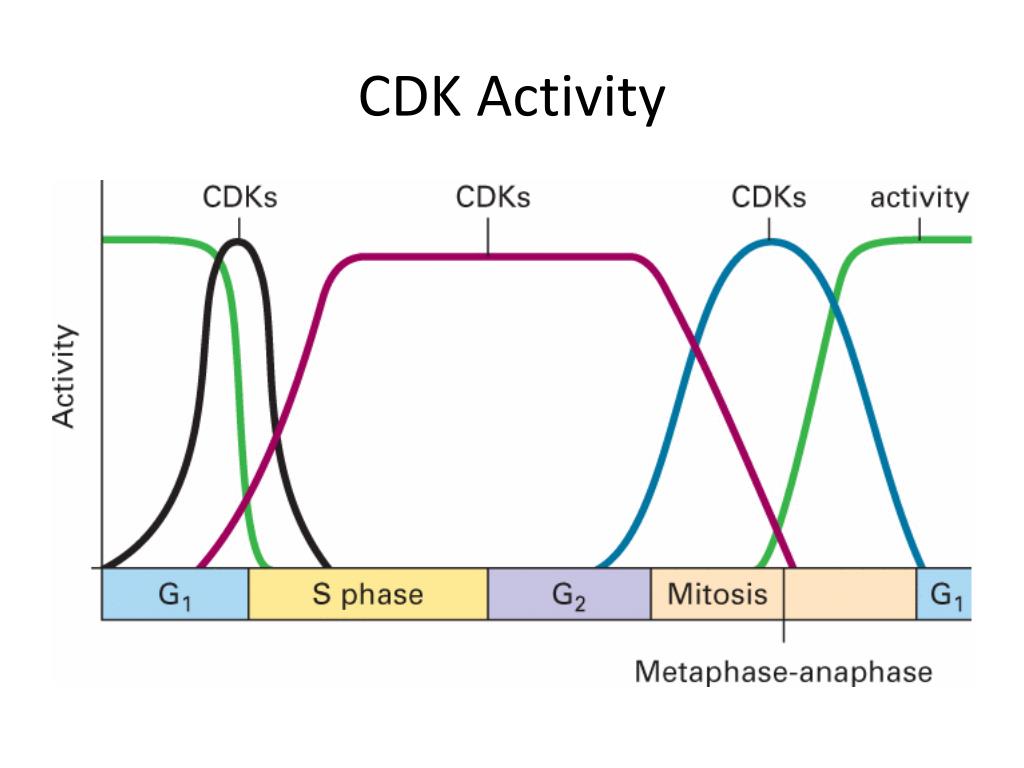 PPT Cell Cycle Regulation and Checkpoints PowerPoint Presentation