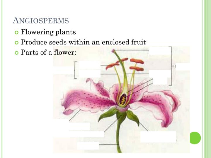 PPT Pollen and Spore Examination PowerPoint Presentation ID2188076