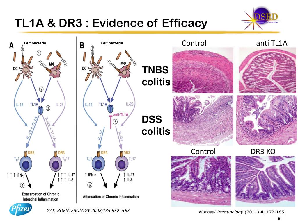 PPT TL1A Expression in Human IBD and Animal Models PowerPoint