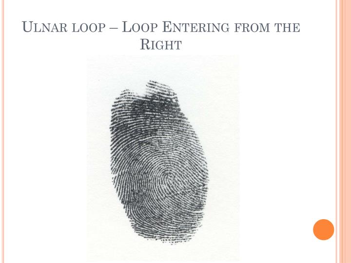 PPT - Are Fingerprint Patterns Inherited Genetically? PowerPoint