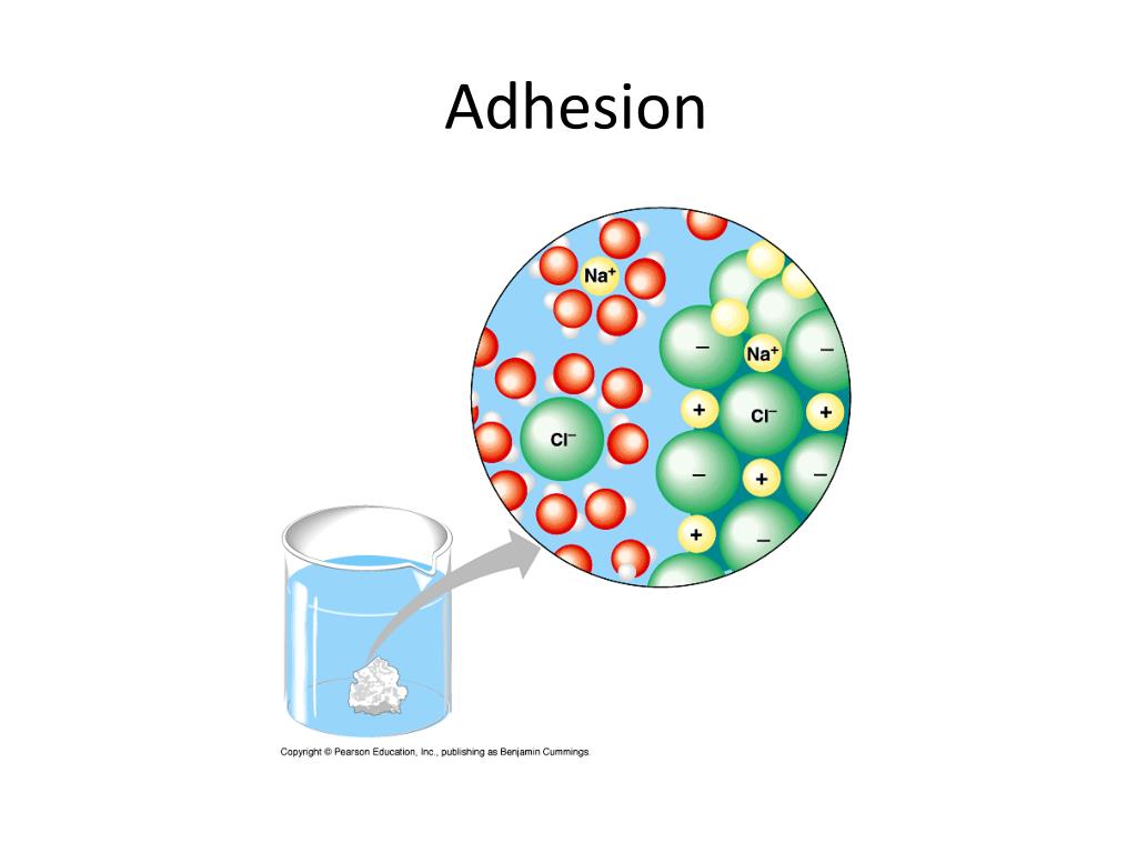 PPT AP Biology PowerPoint Presentation, free download ID2190234