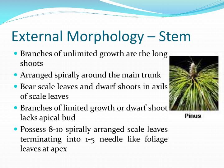 PPT Pinus Structure, Reproduction & LifeCycle PowerPoint