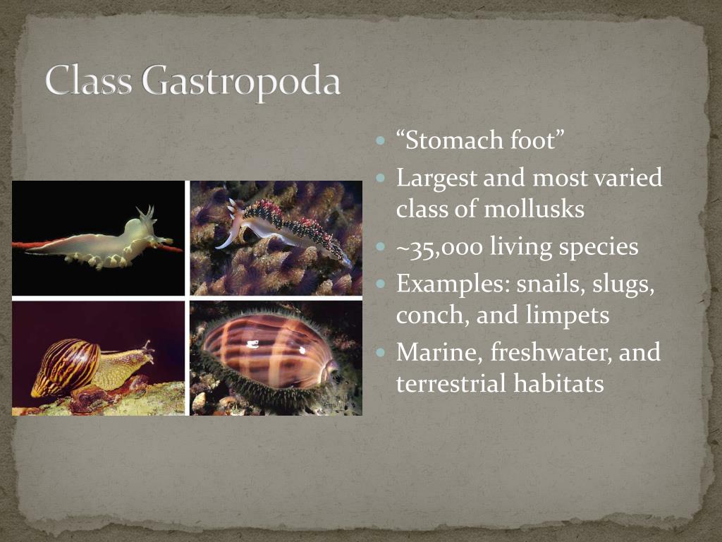 PPT Phylum Mollusca Ch 12 Molluscan Success PowerPoint Presentation