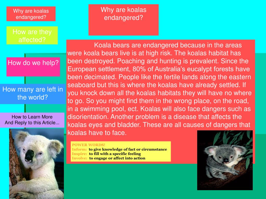 PPT Koala Bears PowerPoint Presentation, free download ID2191557