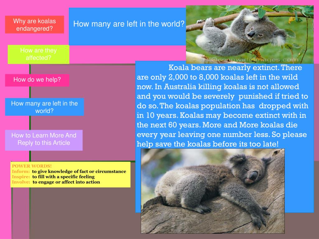 PPT Koala Bears PowerPoint Presentation, free download ID2191557