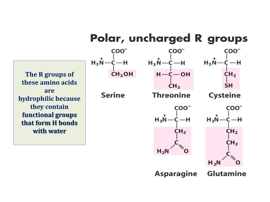 PPT Introduction to Amino Acids of Medical Importance PowerPoint