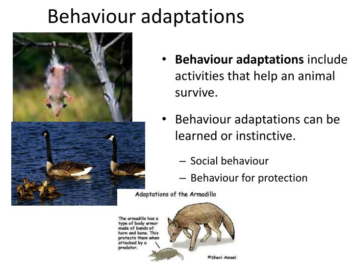 PPT Variations PowerPoint Presentation ID2192898
