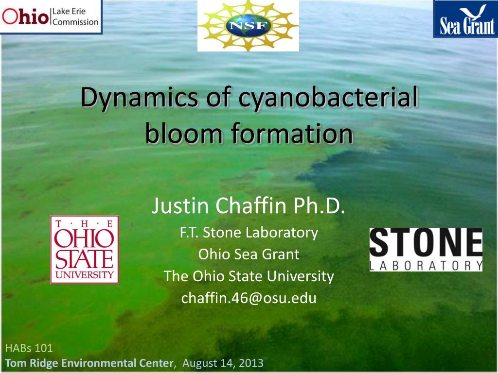 PPT Dynamics of cyanobacterial bloom formation PowerPoint