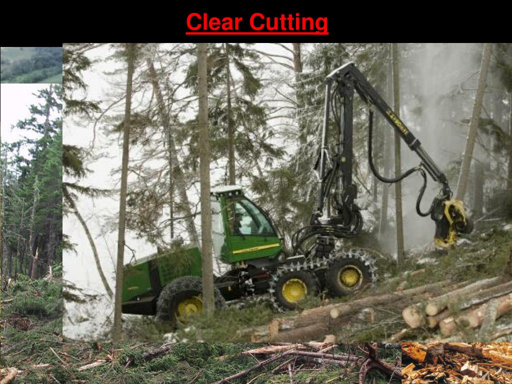 PPT Forest Resources PowerPoint Presentation, free download ID2196158