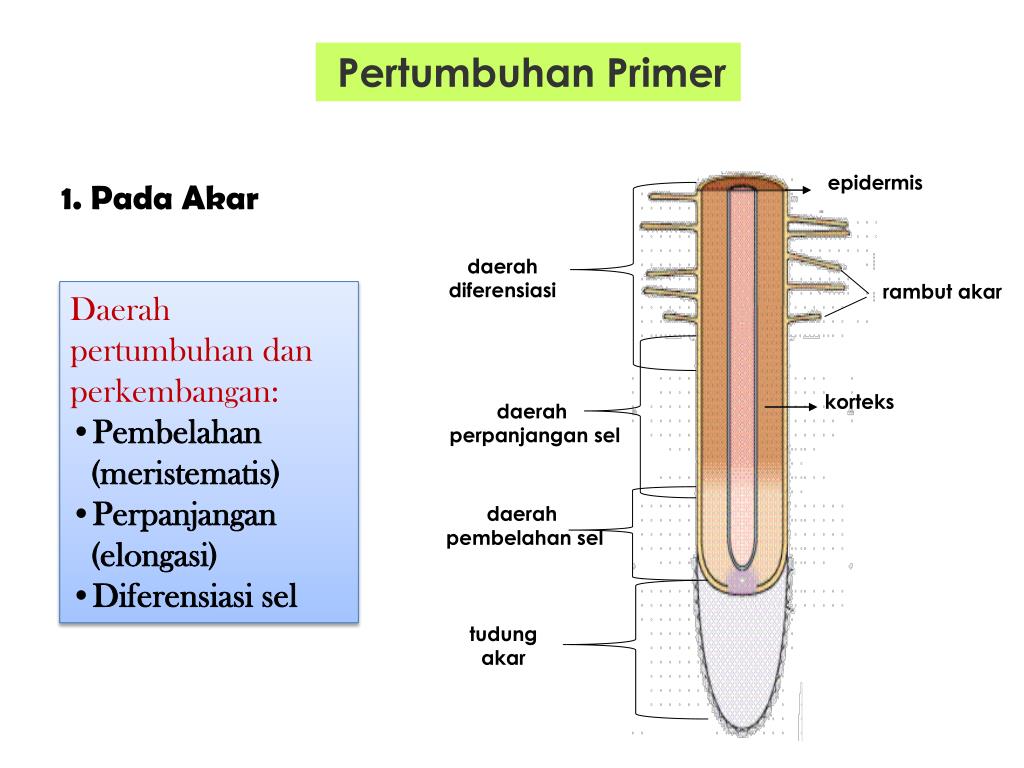 PPT Pertumbuhan dan Perkembangan pada Tumbuhan PowerPoint