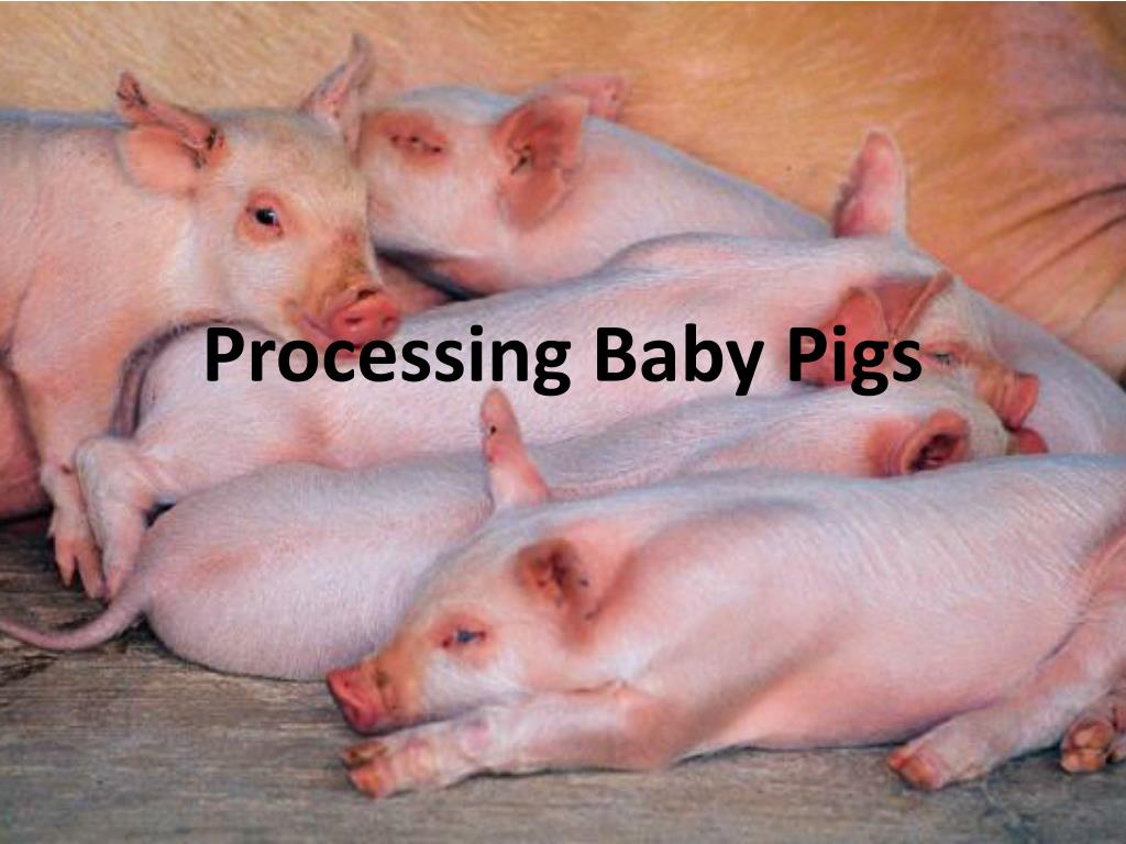 PPT Processing Baby Pigs PowerPoint Presentation, free download ID