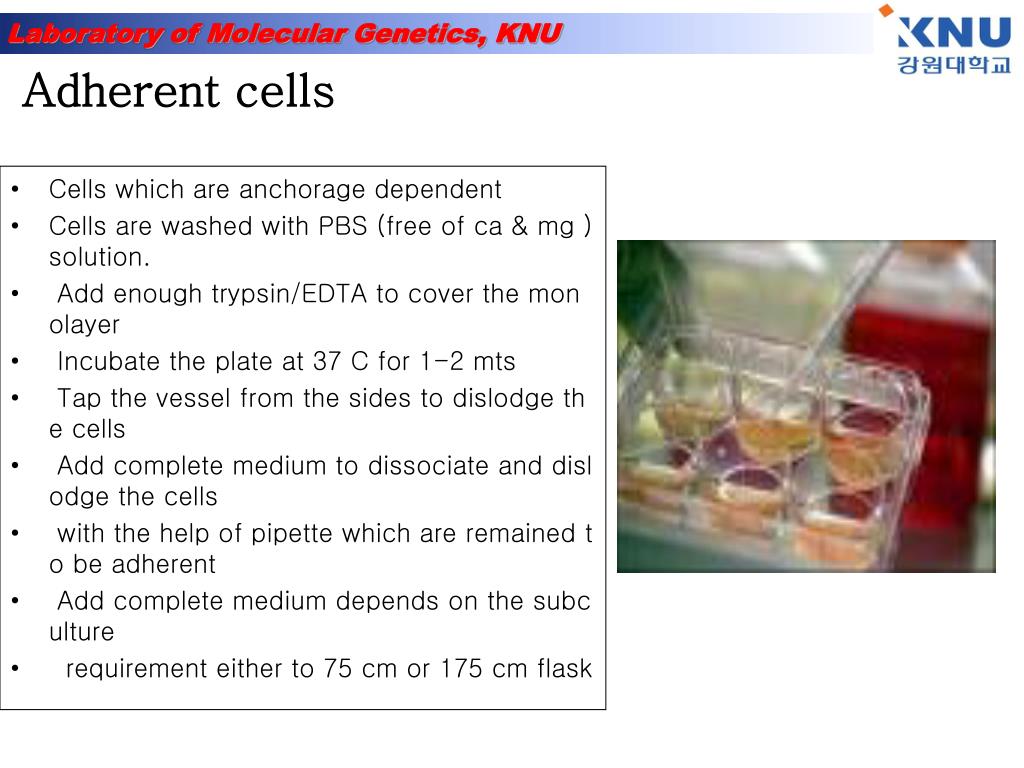 PPT Cell Culture PowerPoint Presentation, free download ID2198729