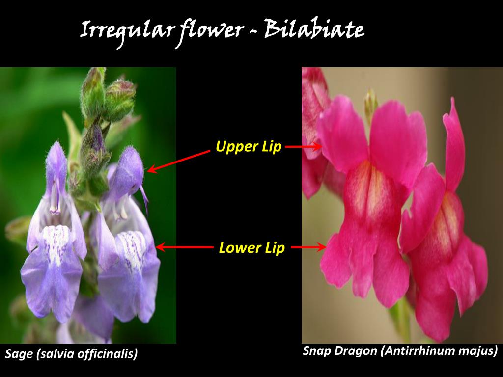 PPT Flowers PowerPoint Presentation, free download ID2199306