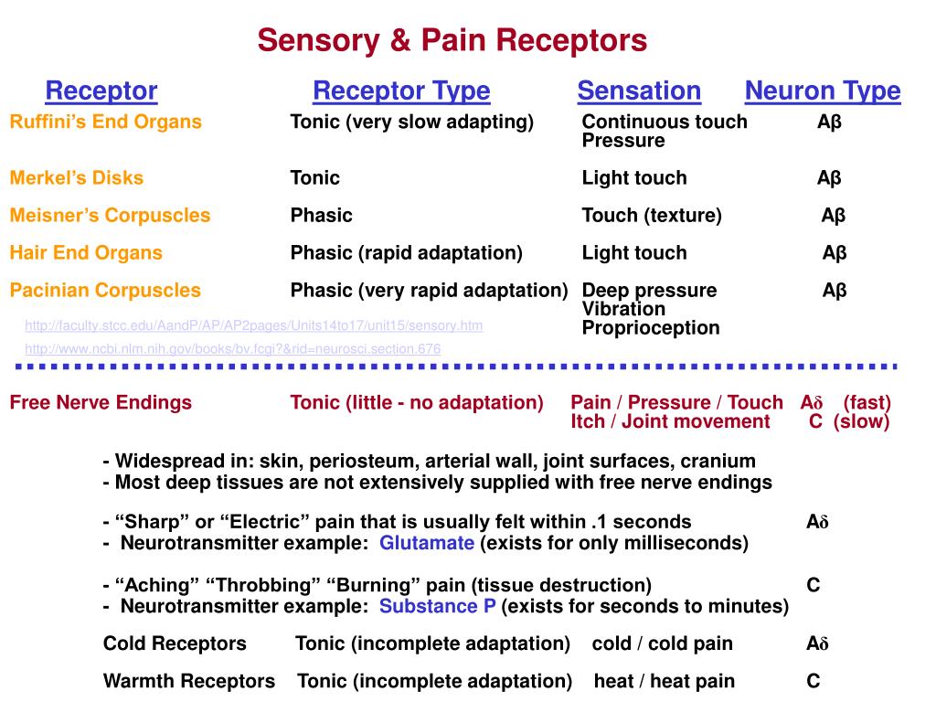PPT Sensory & Pain Receptors PowerPoint Presentation, free download