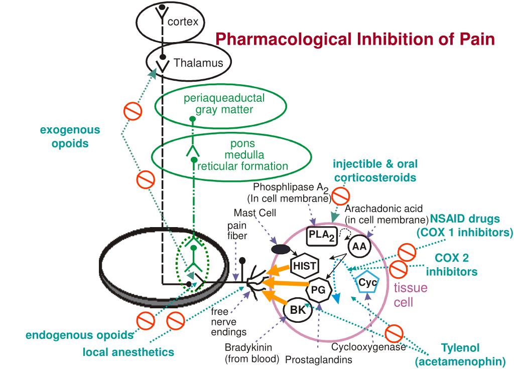 PPT Sensory & Pain Receptors PowerPoint Presentation, free download