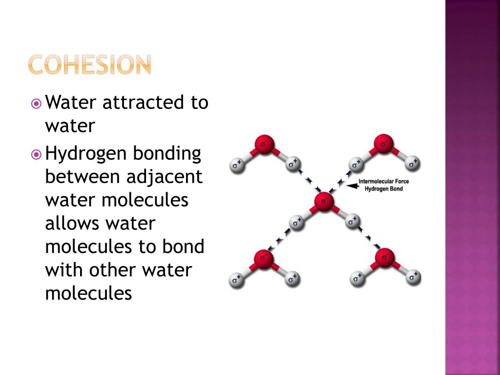 Cohesion Of Water Diagram - vrogue.co
