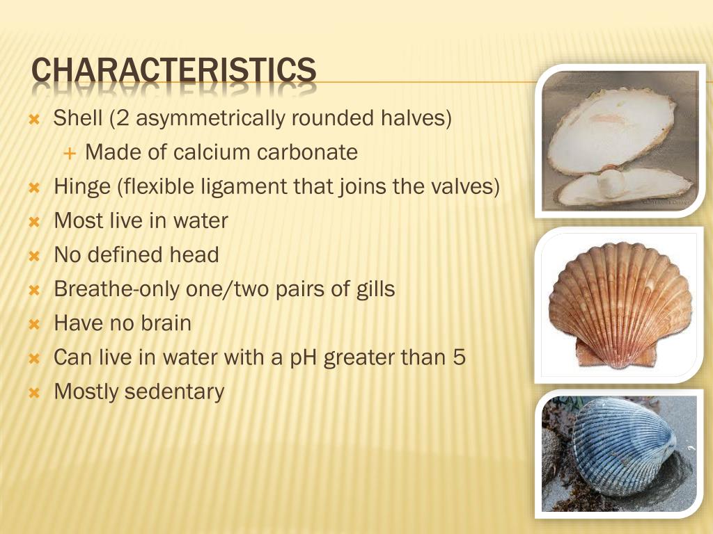 PPT Bivalves and Gastropods PowerPoint Presentation, free download