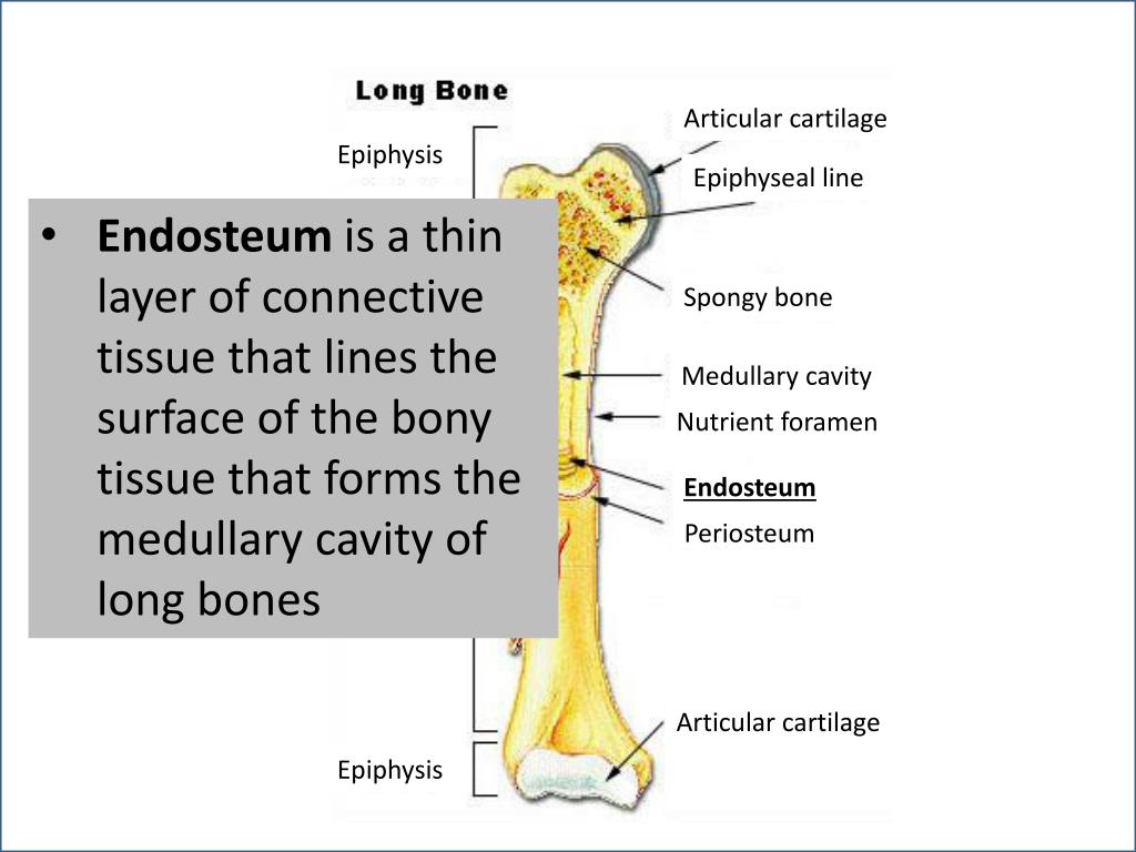PPT Epiphysis PowerPoint Presentation, free download ID2201699