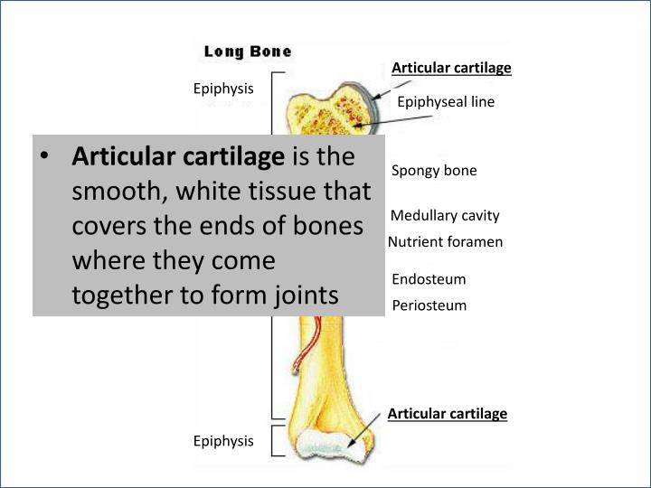 PPT Epiphysis PowerPoint Presentation ID2201699