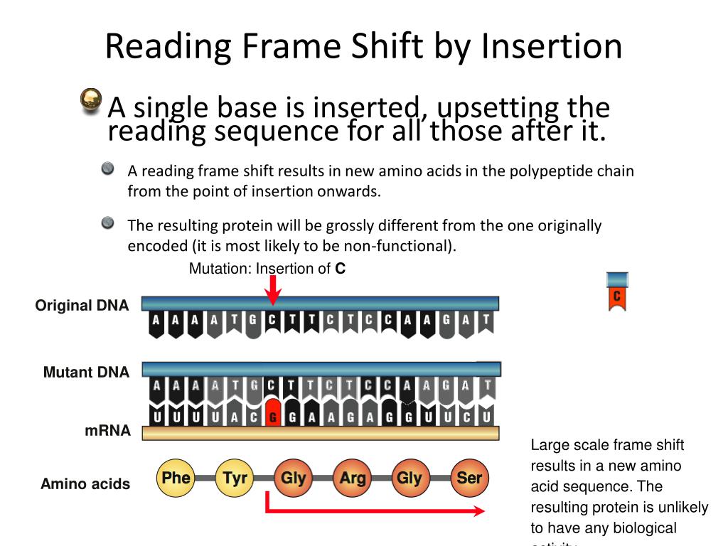 Frameshift Insertion