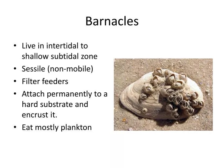 PPT Barnacles PowerPoint Presentation, free download ID2202540
