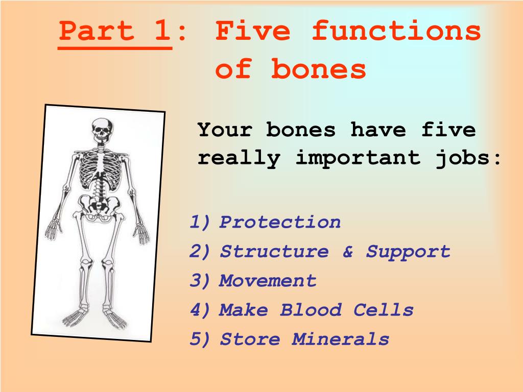 PPT Muscles and Bones PowerPoint Presentation, free download ID2202977 PPT Muscles and Bones PowerPoint Presentation, free download ID2202977