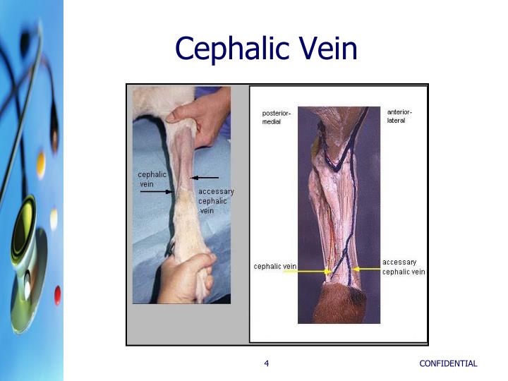 PPT Pentobarbital Euthanasia Presented by Wendy Blount