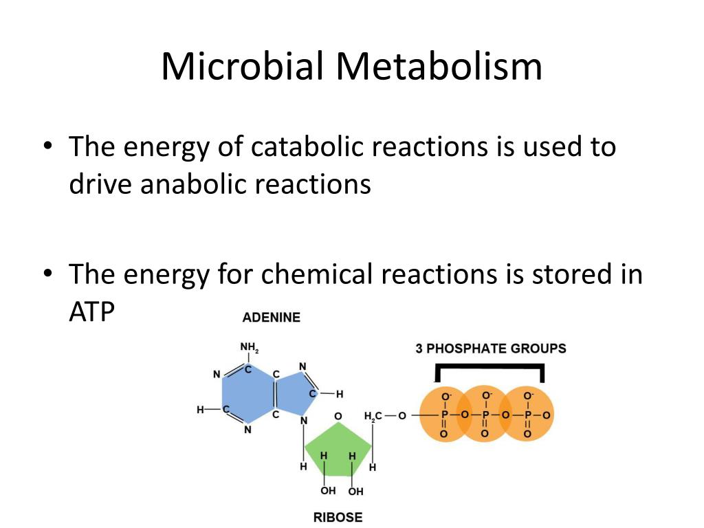 PPT Microbial Metabolism PowerPoint Presentation, free download ID