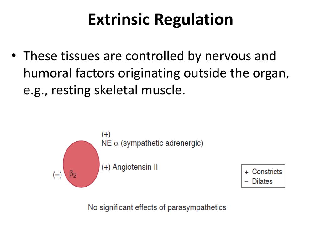 PPT Regulation of blood flow PowerPoint Presentation, free download
