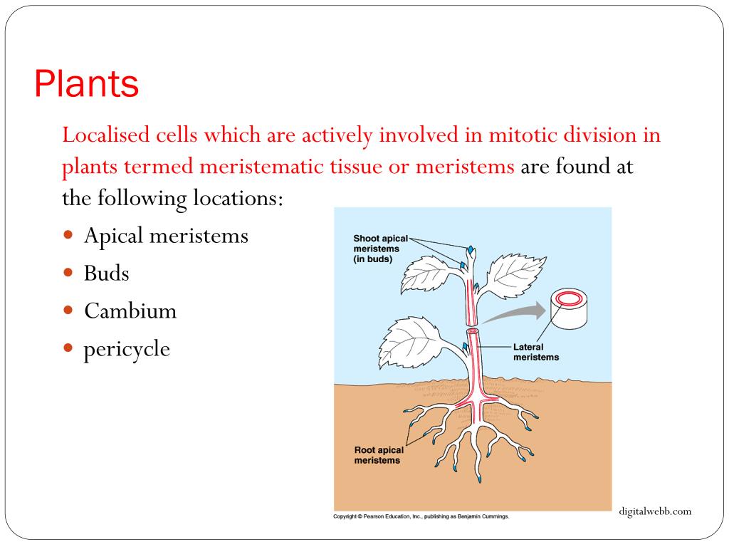 PPT Patterns in Nature Topic 16 Where Mitosis Occurs PowerPoint Presentation ID2205363