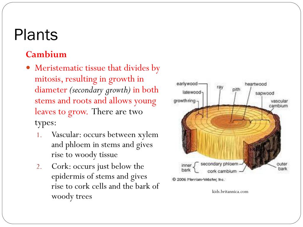 PPT Patterns in Nature Topic 16 Where Mitosis Occurs PowerPoint Presentation ID2205363