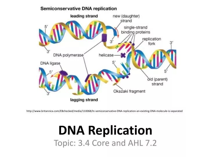 PPT DNA Replication PowerPoint Presentation, free