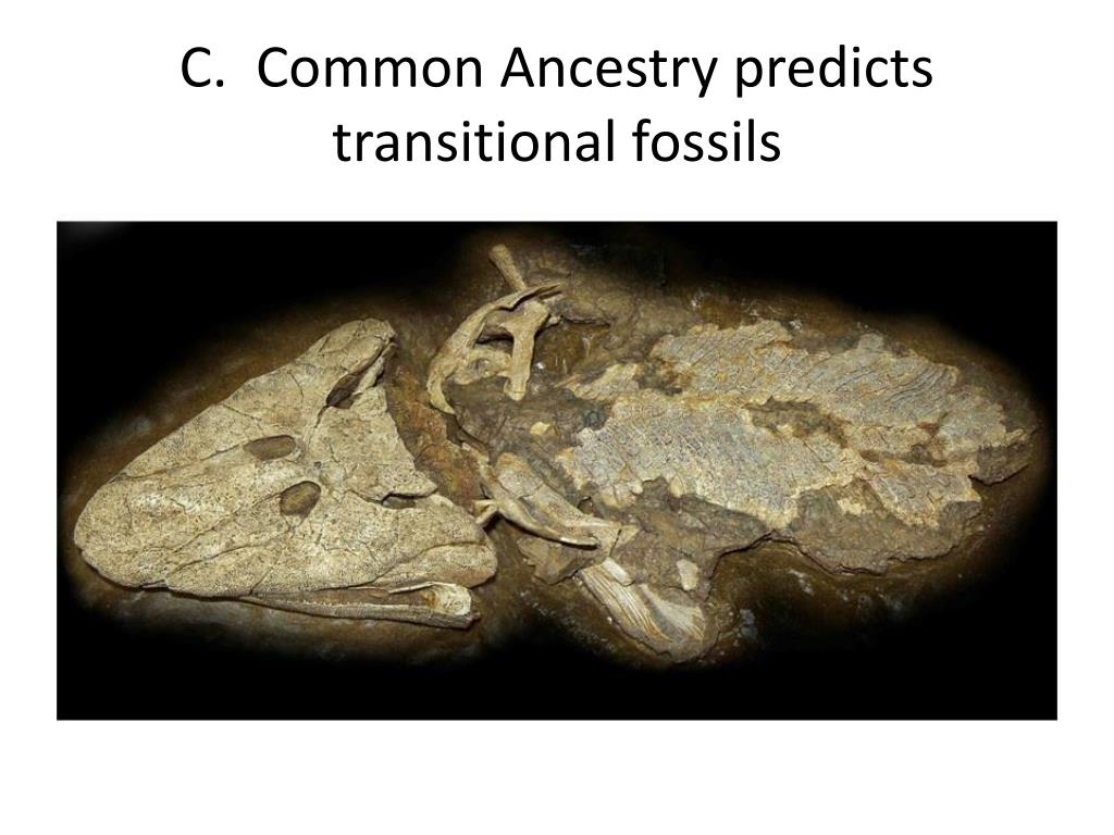 PPT C. Common Ancestry predicts transitional fossils PowerPoint