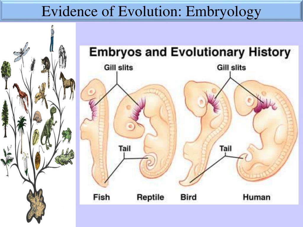 PPT Learning Target Evidence of Evolution PowerPoint Presentation