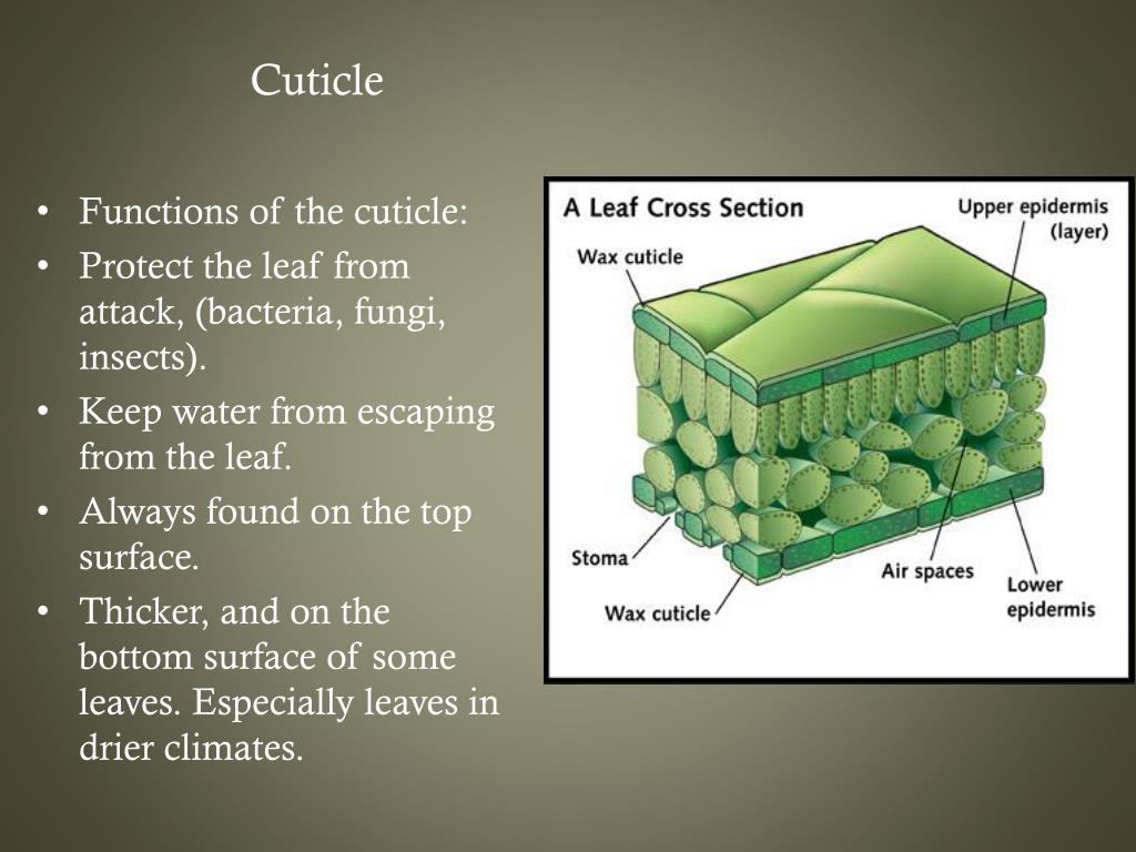 PPT Plants PowerPoint Presentation, free download ID2208261