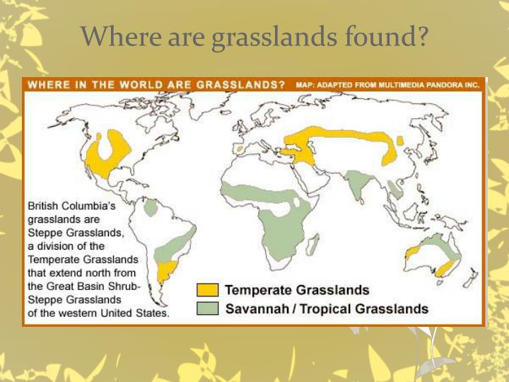 PPT Grasslands PowerPoint Presentation ID2209806