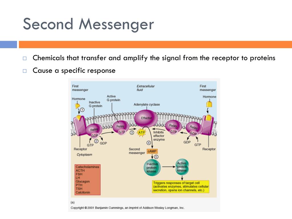 PPT - Chapter 45 Chemical Signals in Animals; Hormones and the