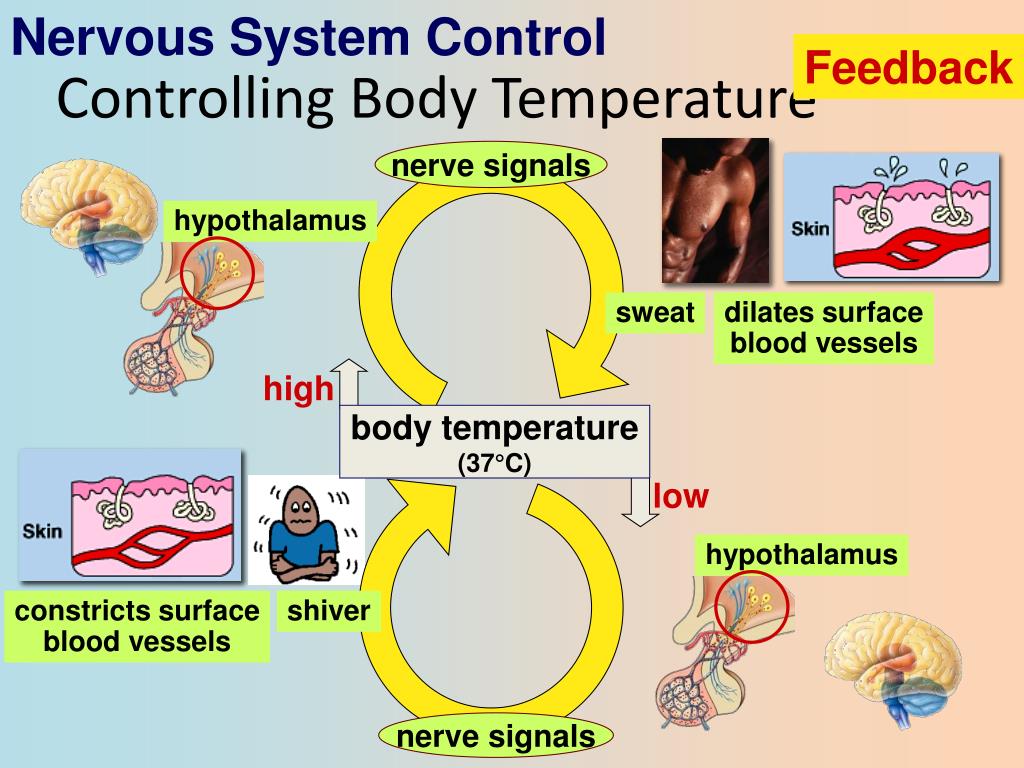 PPT Endocrine System Hormones (Ch. 45) PowerPoint