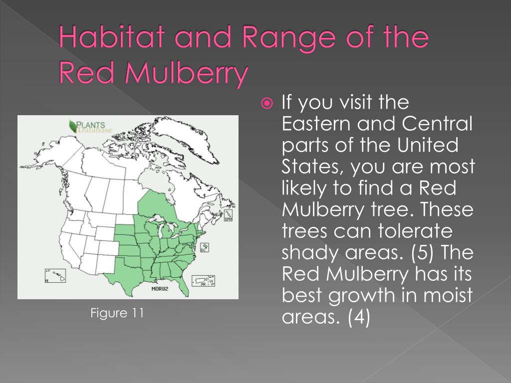PPT Red Mulberry Morus Rubra L. By Rachel Finke PowerPoint