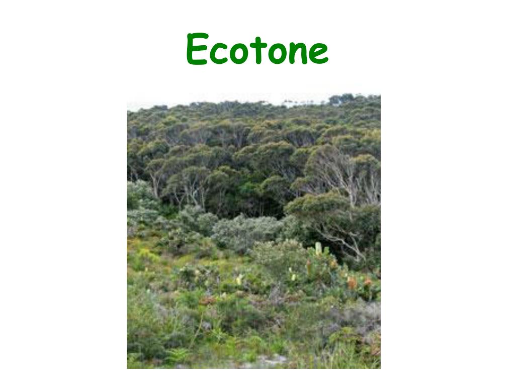 PPT Ecology PowerPoint Presentation, free download ID2213640