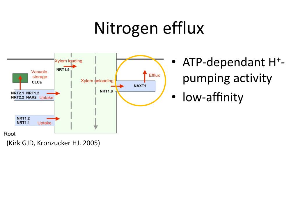 PPT Plant Nitrogen Assimilation and Use Efficiency