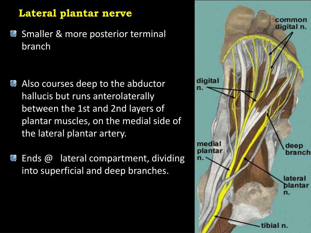 PPT Kaan Yücel M.D., Ph.D. PowerPoint Presentation, free download