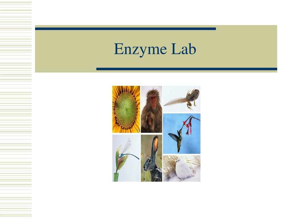 PPT - Enzyme Lab PowerPoint Presentation, free download - ID:2217876