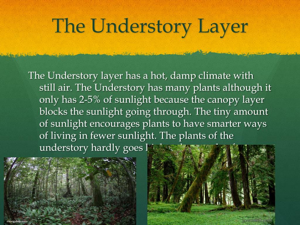 PPT Rainforest Understory Layer PowerPoint Presentation, free