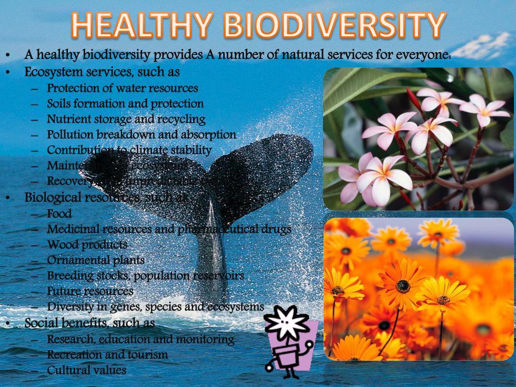 PPT CONSERVATION OF BIODIVERSITY PowerPoint Presentation, free
